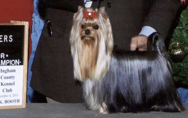 Champion Artistry's Aristocrat